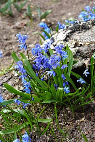 IDÄNSINILILJA 20 KPL/PSS - Muut kukkasipulit - 8711148315636 - 1