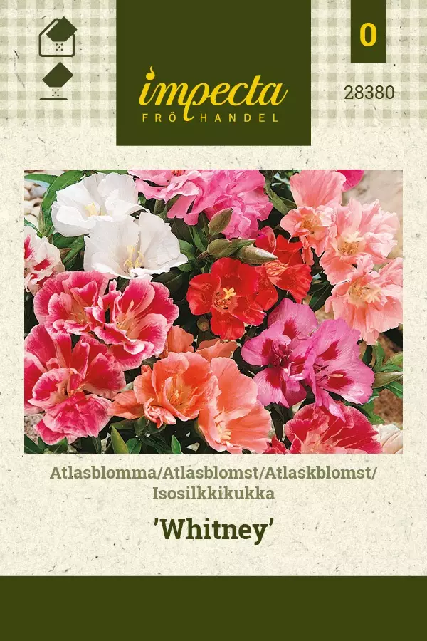 ISOSILKKIKUKKA WHITNEY - Muut kesäkukkien siemenet - 7332756283806 - 1