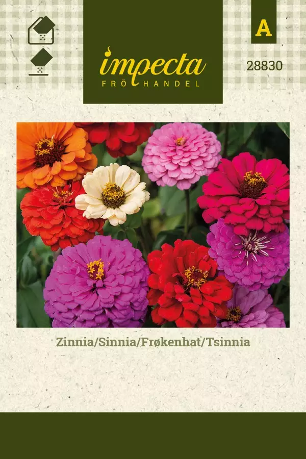 ISOTSINNIA - Tsinnian siemenet - 7332756288306 - 1