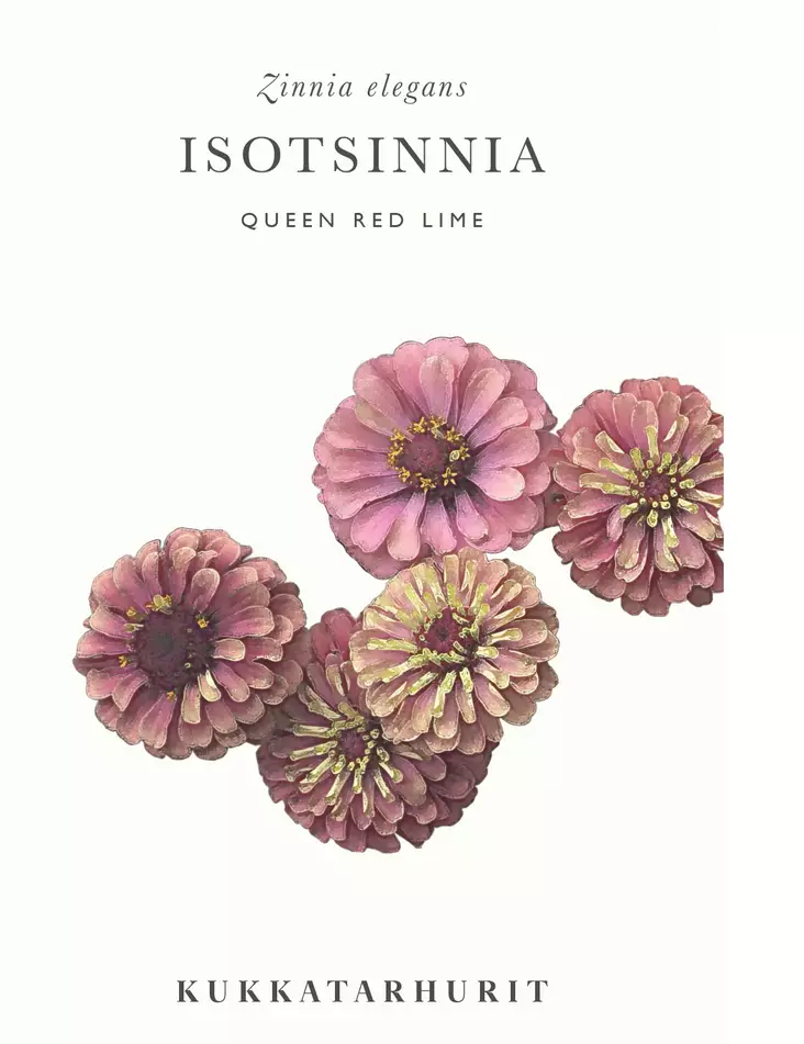 ISOTSINNIA QUEEN RED LIME - Tsinnian siemenet - 6430081120306 - 1