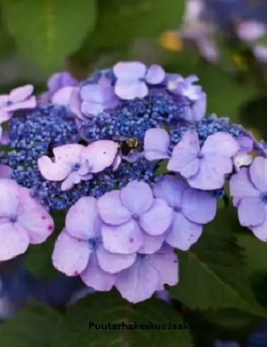 JALOHORTENSIA TWIST-n-SHOUT - Hortensiat - 2001410400006 - 2