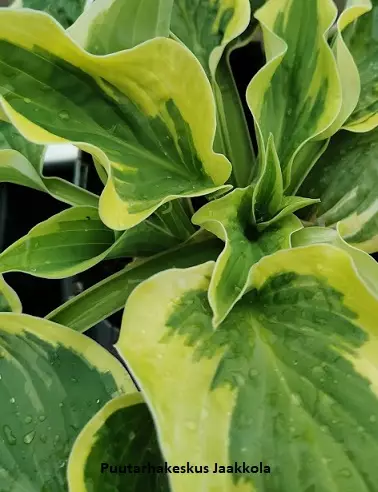 JALOKUUNLILJA WIDE BRIM - Kuunliljat - 2034693700006 - 1