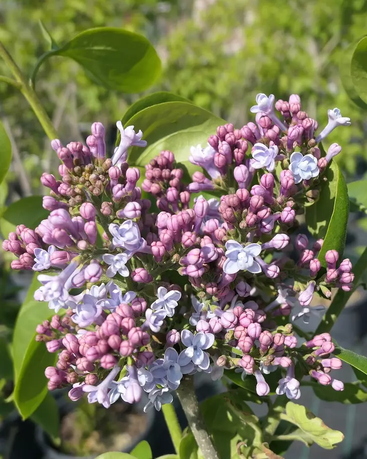 JALOSYREENI KATHERINE HAVEMEYER - Syreenit - 2030087600006 - 1