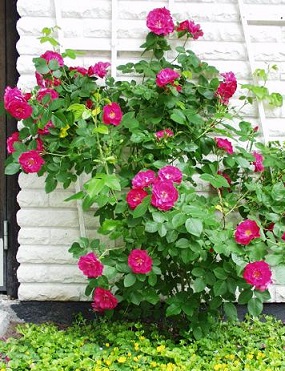 JOHN CABOT KÖYNNÖSRUUSU - Köynnösruusut - 2001743900006 - 1