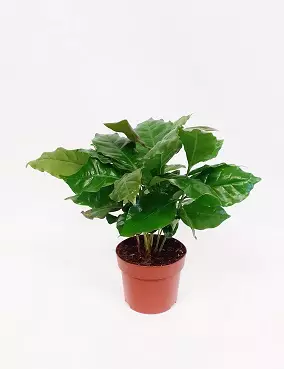 KAHVIPENSAS 12 CM RUUKKU - Muut viherkasvit - 2086200800006 - 1