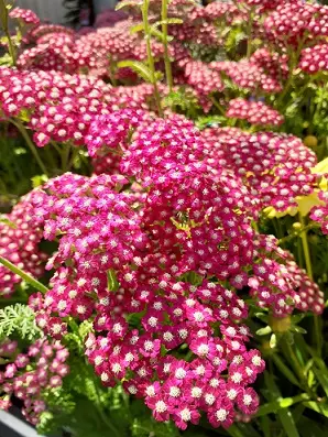 KÄRSÄMÖ NEW VINTAGE VIOLET - Muut perennat - 2028786300006 - 1