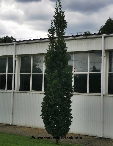 KARTIOTAMMI - Muut lehtipuut - 2041390500006 - 1