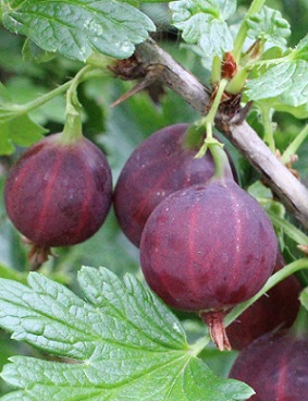 KARVIAINEN LEPAAN PUNAINEN - Muut marjakasvit - 2002220600006 - 1