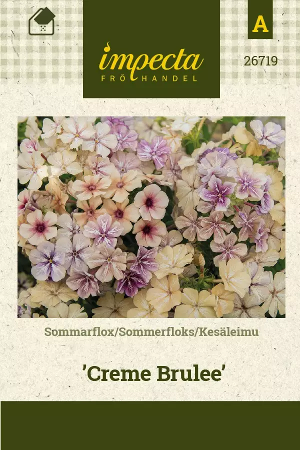 KESÄLEIMU CREME BRULEE - Muut kesäkukkien siemenet - 7332756267196 - 1