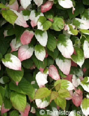 KIINANLAIKKUKÖYNNÖS ANNIKKI - Muut marjakasvit - 2024000600006 - 1