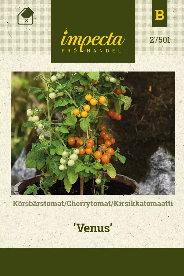 KIRSIKKATOMAATTI VENUS - Tomaatin siemenet - 7332756275016 - 1