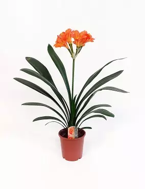 KLIIVIA - Kukkivat viherkasvit - 2010201600006 - 1