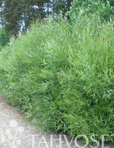 KORIPAJU - Pajut - 2025118100006 - 1