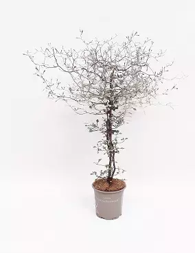 KOROKIA - Muut viherkasvit - 4011261058736 - 1