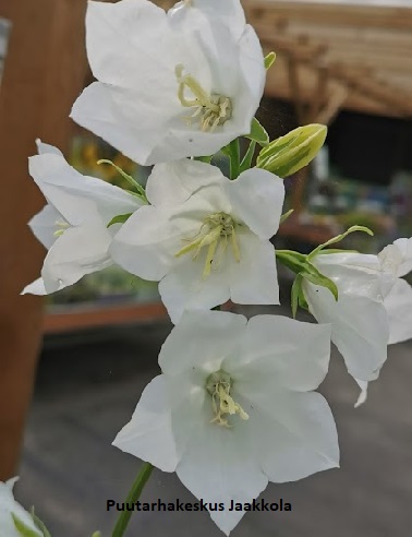 KURJENKELLO ALBA - Kellokukat - 2021008300006 - 1