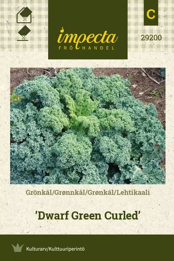 LEHTIKAALI DWARF GREEN CURLED - Kaalin siemenet - 7332756292006 - 1