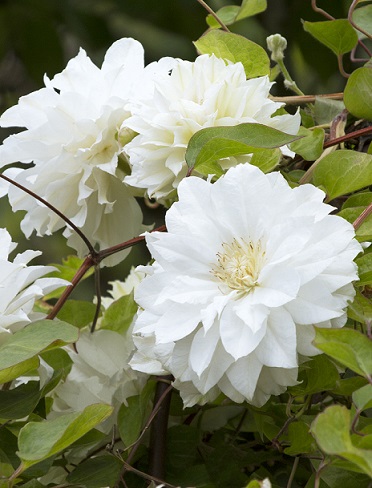 LOISTOKÄRHÖ DUCHESS OF EDINBURGH - Kärhöt - 2000500900006 - 1