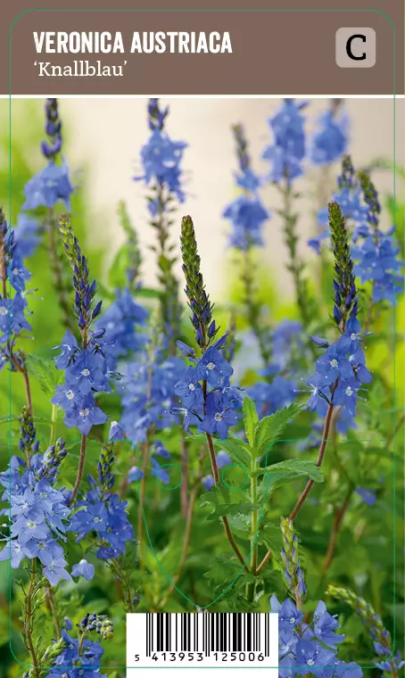 LOISTOTÄDYKE KNALLBLAU - Muut perennat - 2042273200006 - 1