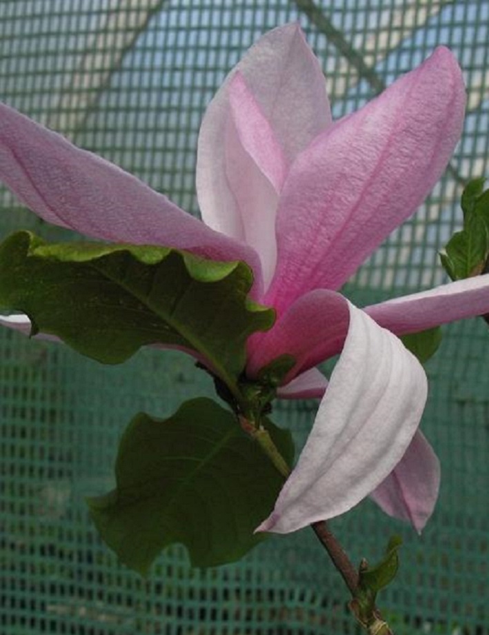 MAGNOLIA GALAXY - Magnoliat - 2021351600006 - 1