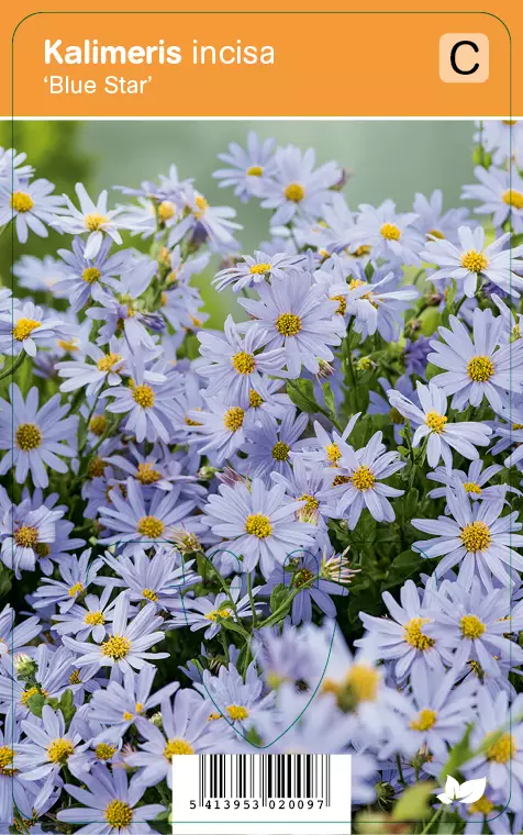 METSÄASTERI BLUE STAR - Muut perennat - 2030200900006 - 1