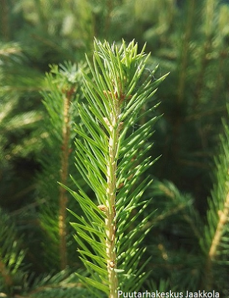 METSÄKUUSI - Kuuset - 1030306 - 1