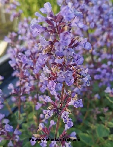 MIRRINMINTTU PURSIAN BLUE - Muut perennat - 2072024300006 - 1