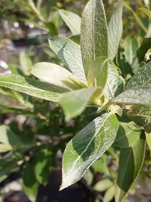 MIRRIPAJU rungollinen - Muut lehtipuut - 2024259400006 - 1