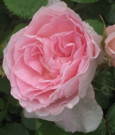 MORDEN BLUSH - Kanadalaiset ruusut - 2014112100006 - 1