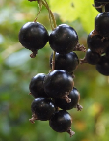 MUSTAHERUKKA MIKAEL - Herukat - 2027208300006 - 1