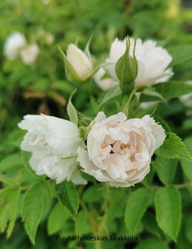 NEILIKKARUUSU VALKOINEN - Pensasruusut - 2025708000006 - 1