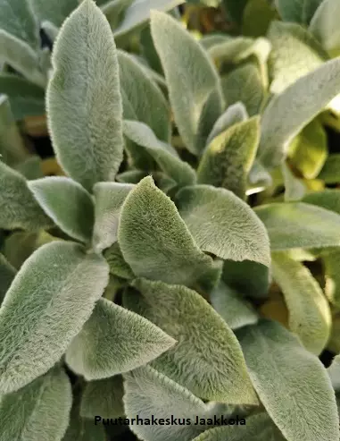 NUKKAPÄHKÄMÖ SILVER CARPET - Muut perennat - 2034881800006 - 1