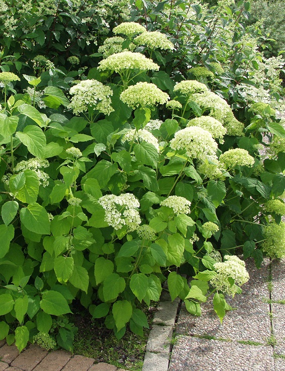 PALLOHORTENSIA - Hortensiat - 2000171300006 - 1