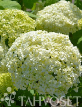 PALLOHORTENSIA STRONG ANNABELLE - Hortensiat - 2010930100006 - 1
