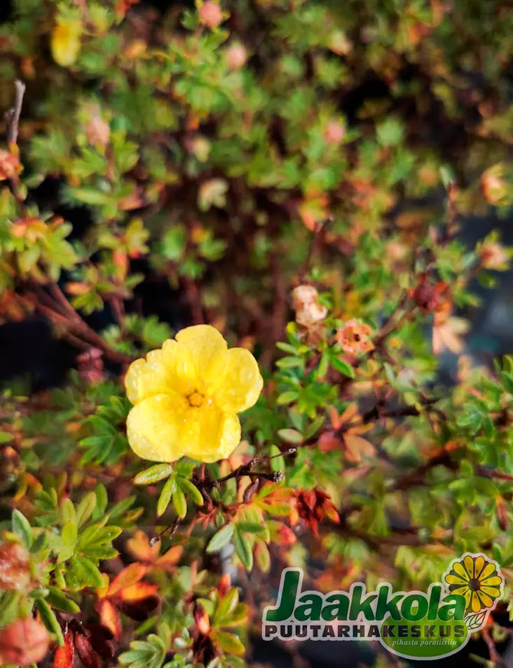 PENSASHANHIKKI GOLDSTAR - Hanhikit - 2014238000006 - 1