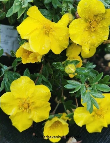 PENSASHANHIKKI GOLDTEPPICH - Hanhikit - 2002013000006 - 1