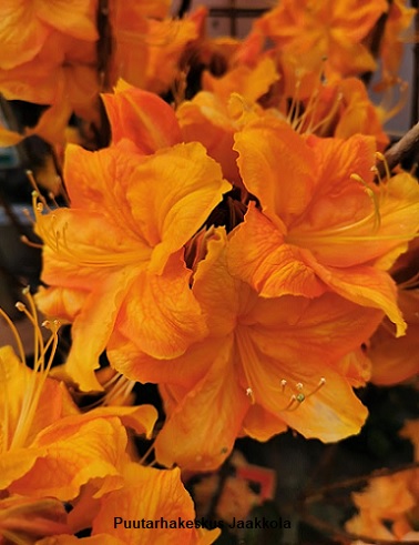 PUISTOATSALEA KLONDYKE - Atsaleat - 2034762000006 - 1