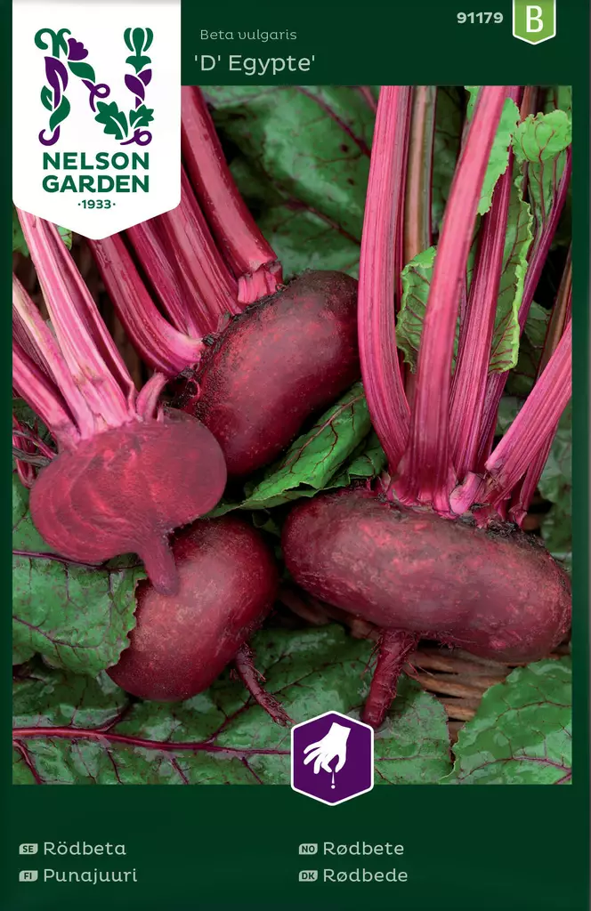 PUNAJUURI D'EGYPTE - Punajuuren siemenet - 7312600911796 - 1