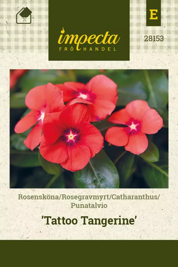 PUNATALVIO TATTOO TANGERINE - Muut kesäkukkien siemenet - 7332756281536 - 1