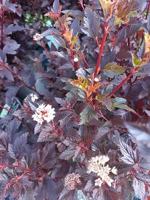 PURPPURAHEISIANGERVO MAGICAL SWEET CHERRY - Heisiangervot - 2076552500006 - 1