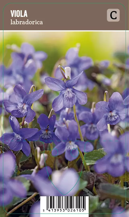 PURPPURAORVOKKI - Muut perennat - 2034920400006 - 1