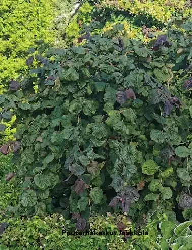 PURPPURAPEIKONPÄHKINÄ RED MAJESTIC - Muut pensaat - 2010465800006 - 1