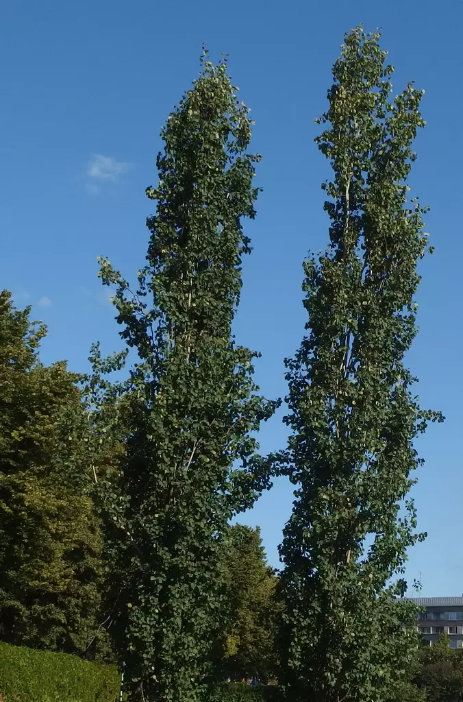 PYLVÄSHAAPA - Muut lehtipuut - 2000172600006 - 1