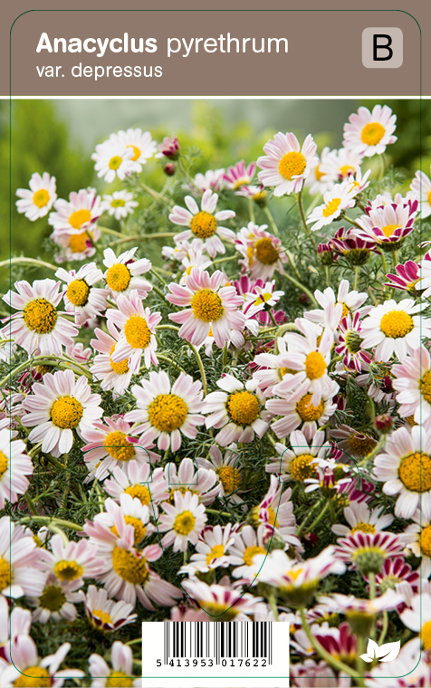 RAIMIKKI - Muut perennat - 2034480300006 - 1