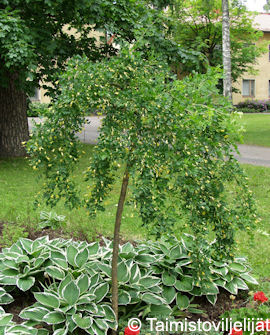 RIIPPAHERNEPUU 125-150 cm - Muut lehtipuut - 2005100200006 - 1