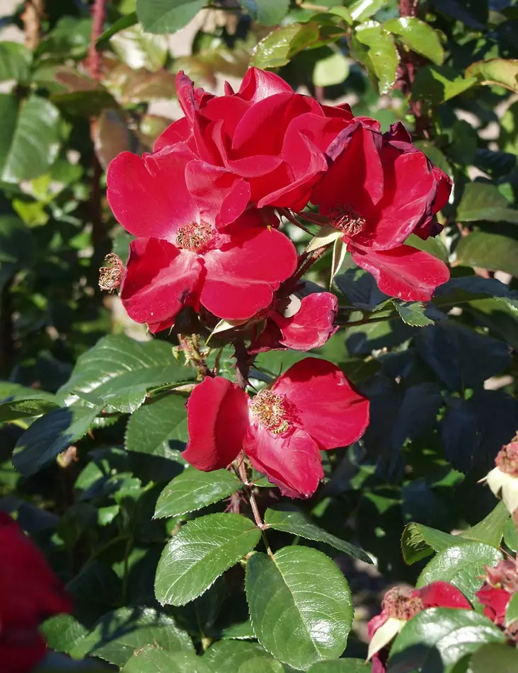 ROBUSTARUUSU - Pensasruusut - 2034008300006 - 1