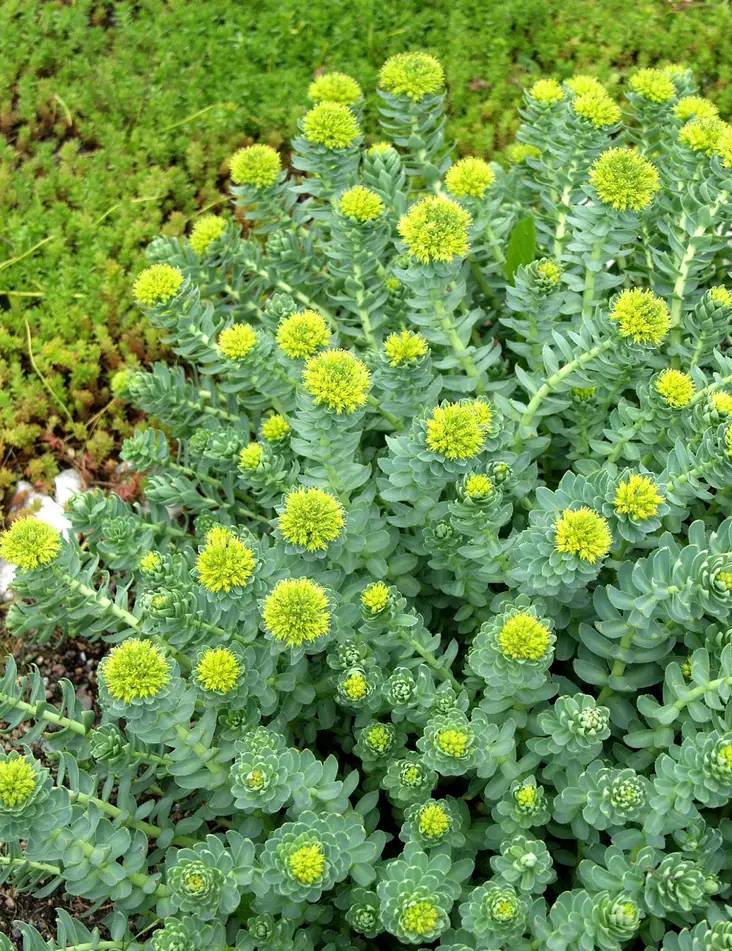 RUUSUJUURI - Muut perennat - 2010599000006 - 1