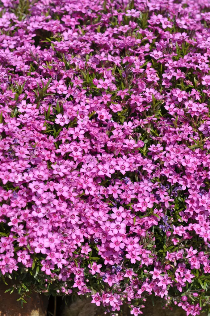 SAMMALLEIMU ZWERGTEPPICH - Leimut - 2034797200006 - 1