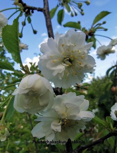 SCHALININKIRSIKKA - Koristekirsikat - 2060011400006 - 1