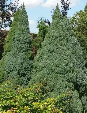 SINIKARTIOVALKOKUUSI - Kuuset - 10303106 - 1