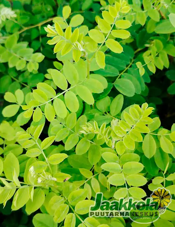 SIPERIANHERNEPENSAS - Muut pensaat - 2010218600006 - 2